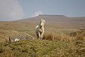 Ponya Brecon Beacons eremuan.