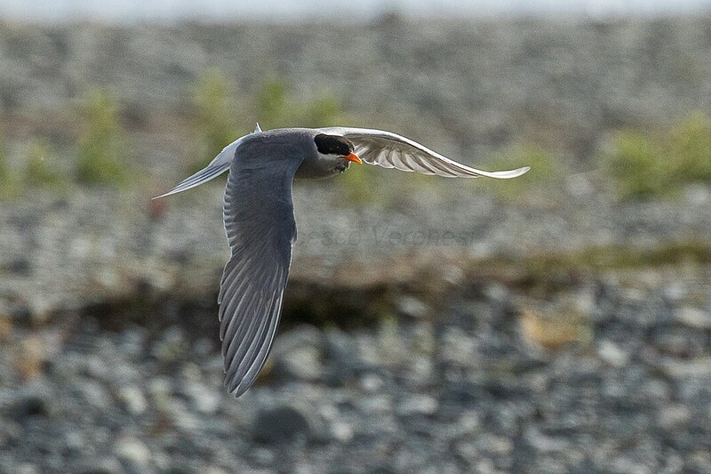 File:Black-fronted Tern - New Zealand (27464344609).jpg