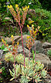 Dudleya caespitosa