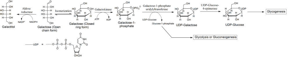 Metabolizm galaktozy