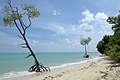 Mangrove trees, East side