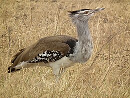 Óriástúzok az Etosha Nemzeti Parkban Namíbiában