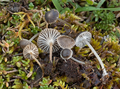 [[Mycena pseudopicta