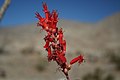 Ocotillo