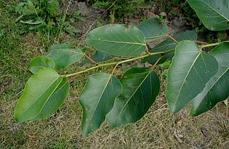 Populus trichocarpa peuplier