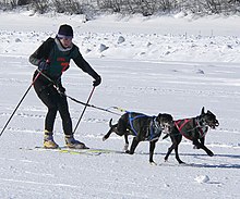 A pair of black dogs pull a person on skis through the snow.