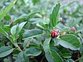 Leaves, flower buds