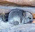 Short-tailed chinchilla