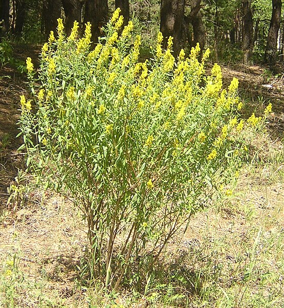 File:Genista tinctoria 11.jpg