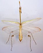 Hemiempusa capensis