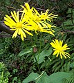 Doronicum austriacum