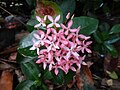 Marapuraw derosas nga Ixora