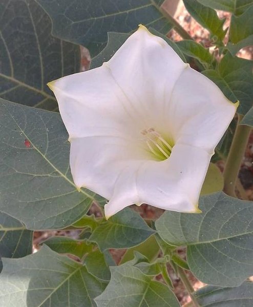 File:Jimsonweed. Jpg.jpg