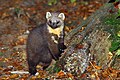 Pine marten