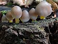 Mycena renati