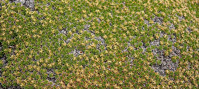 Oreopolus, Patagonian flowering plant