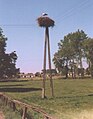 Town stork