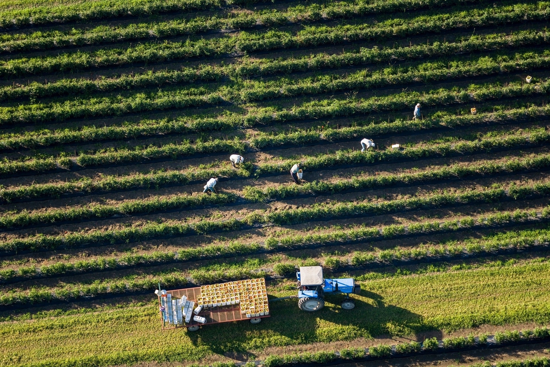 field crop