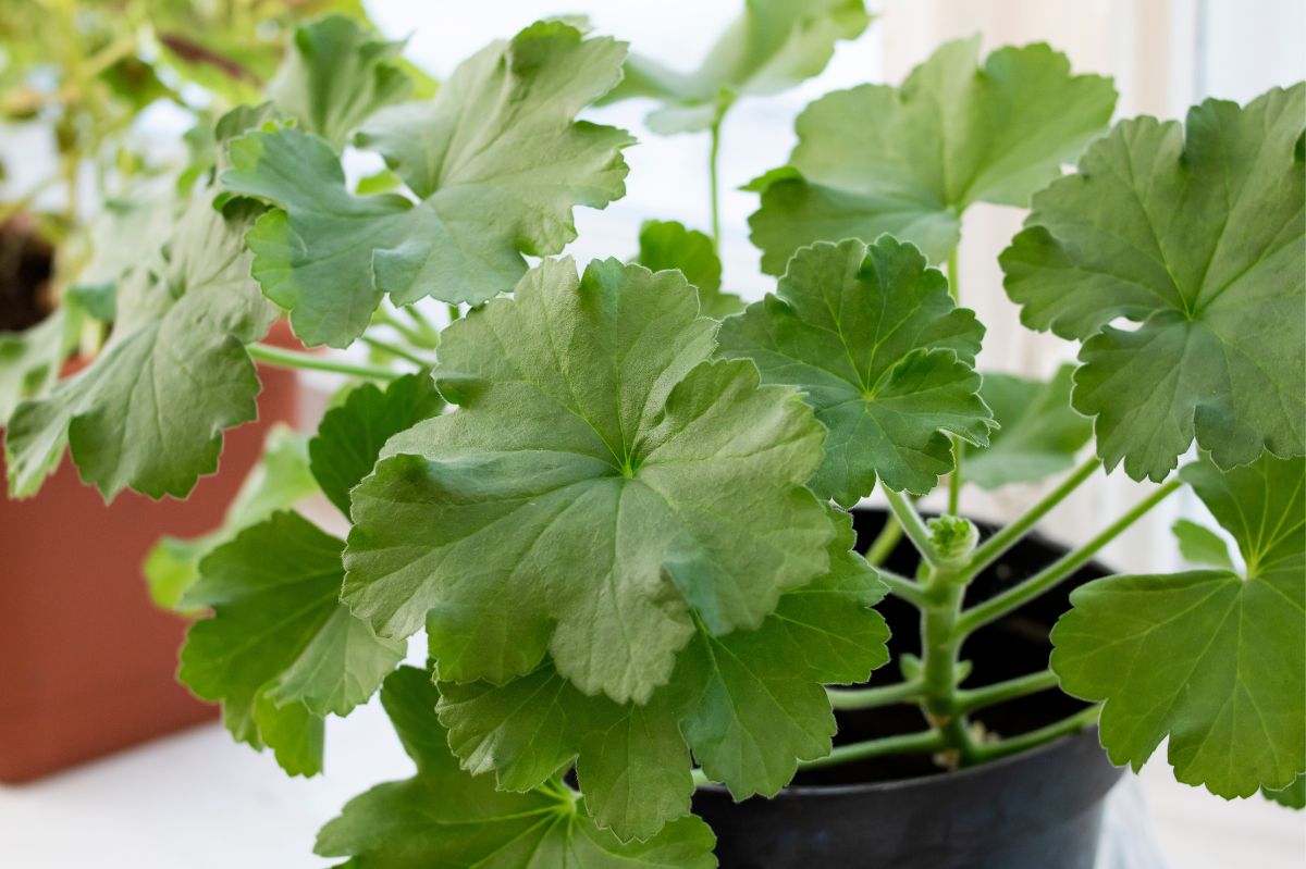 Pelargonia po zimie potrzebuje rozbudzenia