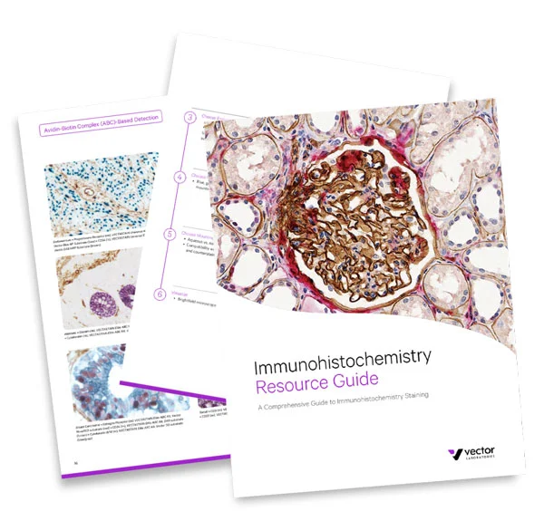 Ihc Guide Pages X Ihc Guide Pages X Vectorlabs Ihc Guide Pages x Vectorlabs