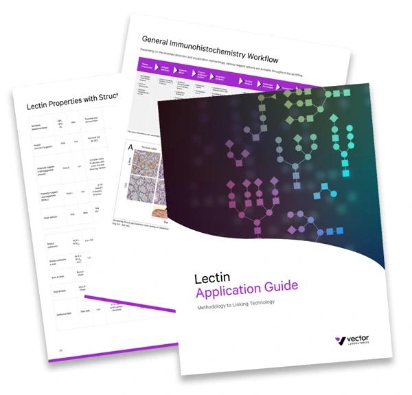 Lectin Guide Pages X Lectin Guide Pages X Vectorlabs Lectin Guide Pages x Vectorlabs