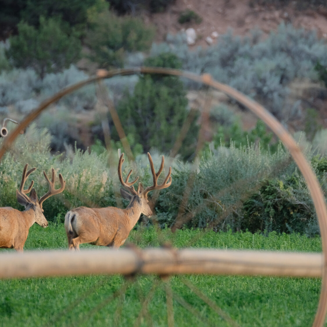 Colorado's Mountain Island - Kenyon Fields and Mary Conover