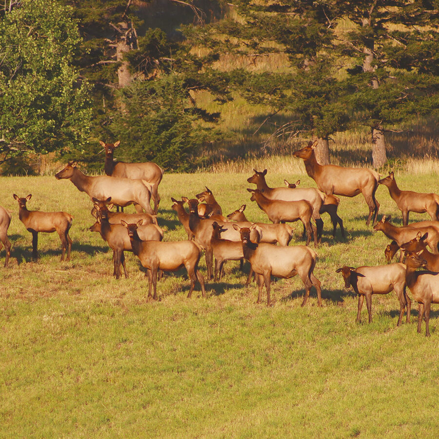 Livestock Grazing and Hunting to Change Elk Behavior