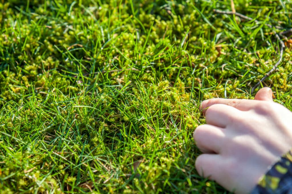 How to Get Rid of Moss in Your Lawn