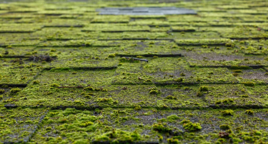 How To Remove Moss From Your Roof and Stop It From Returning