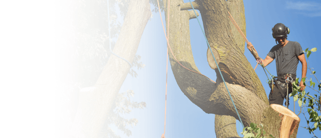 tree removal image