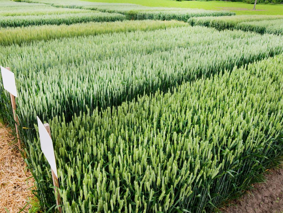 a field of crops