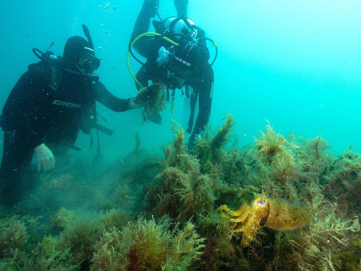 diver under the sea