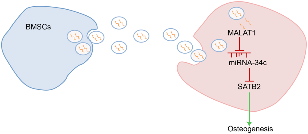 Schematic representation of the regulatory role of BMSCs-derived exosomal MALAT1 in osteoporosis by mediating miR-34c/SATB2 axis. BMSCs-derived exosomal MALAT1 acts as a sponge of miR-34c to increase the expression of SATB2, which is conducive to promoting osteogenesis in osteoporosis.