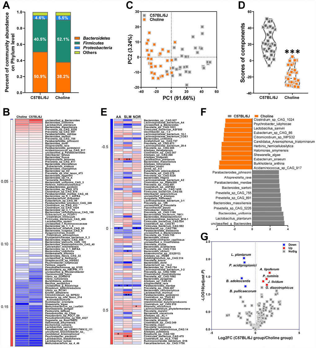 Effects of choline supplementation on microbial remodeling in C57BL/6J mice. Metagenomic analyses of feces at the phylum level (A). Heat map of metagenomic analyses of feces at the species level. The scale reveals the data as follows: red represents high values and blue represents low values for the percentages of reads that were classified at that rank (B). PCA at the species level in each group (C) and average PCA scores (D). ***Pt-tests. All values are mean ± S.D. n=30. Correlation heat map demonstrating the association between the indicated microbiota taxonomic species and cognitive abilities from mice grouped by dietary status (chow and choline) (E). Red denotes a positive correlation, blue denotes a negative correlation, and white denotes no correlation. A single asterisk indicates a significant FDR-adjusted correlation at P≤0.05, and two asterisks indicate a significant FDR-adjusted correlation at P≤0.01. NOR=novel object recognition memory; SLM=spatial learning and memory; AA=active avoidance. The taxons most differentially abundant between the mice with or without choline at the species level were identified by linear discriminant analysis (LDA) coupled with effect size measurements (F). Choline-diet-enriched taxa are indicated with a negative LDA score (orange), and taxa enriched in the normal chow diet have a positive score (gray). Only taxa meeting an LDA significant threshold value of >3 are displayed. Volcano plots are used to visualize the differential probiotics expression between the mice with or without choline (G). The red points in the plot represent the differentially increased probiotics, the blue points represent the differentially decreased probiotics, the gray points represent the no changed probiotics with statistical significance.