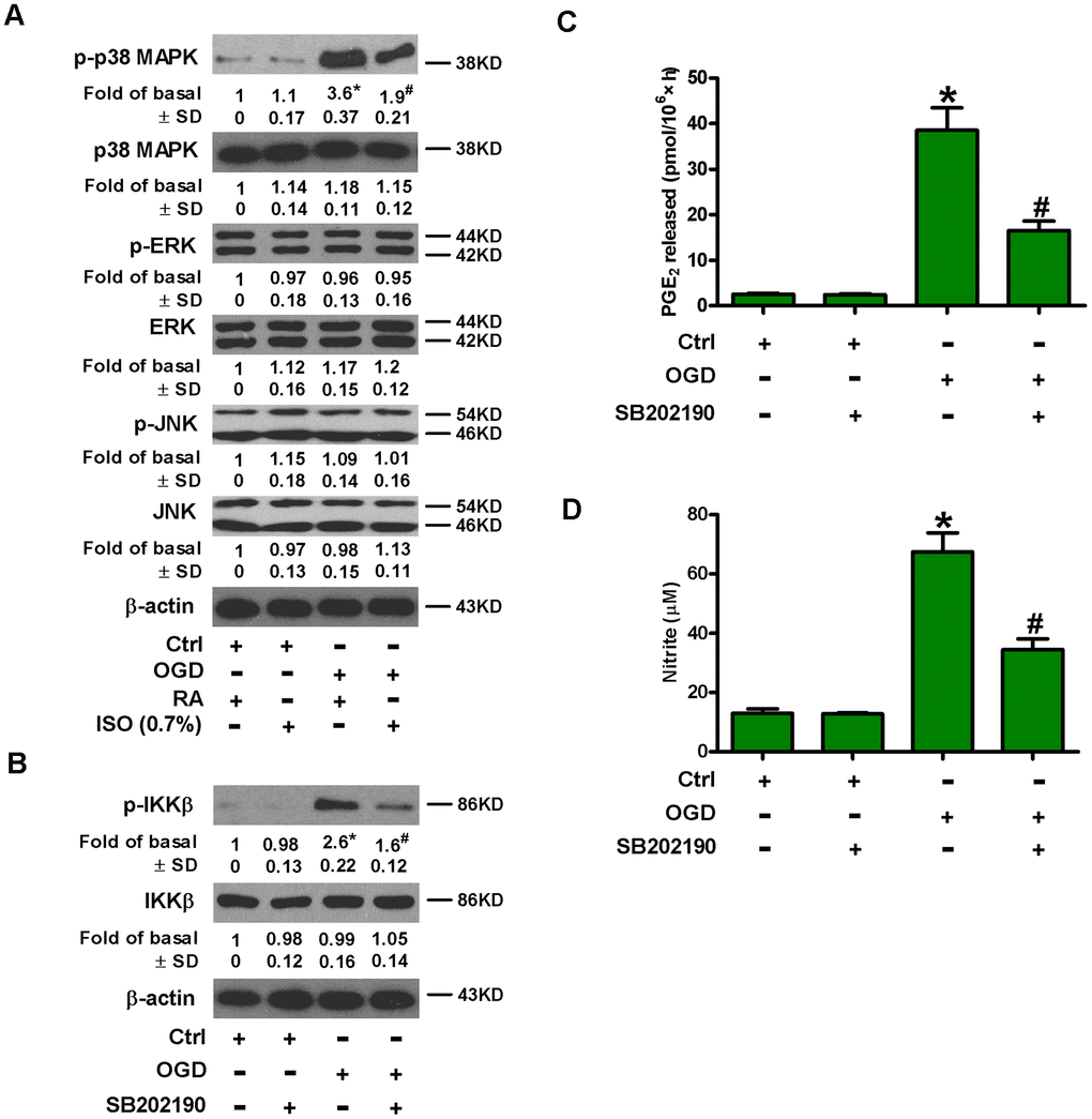 Sub-anesthetic ISO post-conditioning hinders OGD-caused activation of p38 MAPK and NF-κB p65 in microglial cells in co-cultures. (A) At the end of 3 h-OGD or Ctrl treatment, co-cultures were exposed to RA with or without 0.7% ISO for 30 min. All the cells were continuously cultured under normal conditions for 6 h after OGD exposure. Then, microglial cells were collected for further analyses. Representative western blots show protein expressions of p-p38 MAPK (Thr180/Tyr182), p38 MAPK, p-JNK1/2 (Thr183/Tyr185), JNK1/2, p-ERK1/2 (Thr185/Tyr187), and ERK1/2. β-actin was used as the internal control. (B–D) Co-cultures with or without SB202190 (10 μM) pretreatment for 30 min were subjected to 3 h-OGD or Ctrl treatment and continuously cultured under normal conditions for 6 or 24 h after OGD stimulation. Then, microglial cells were collected for further analyses. (B) Representative western blots show total and phosphorylated IKKβ levels at 6 h after OGD exposure. β-actin was used as the internal control. (C) Quantification of PGE2 levels by RIA at 24 h after OGD treatment. (D) Quantification of NO production by Griess reagent at 24 h after OGD challenge. Representative data are from three independent experiments and expressed as mean ± SD. Statistical significance: *P #P 