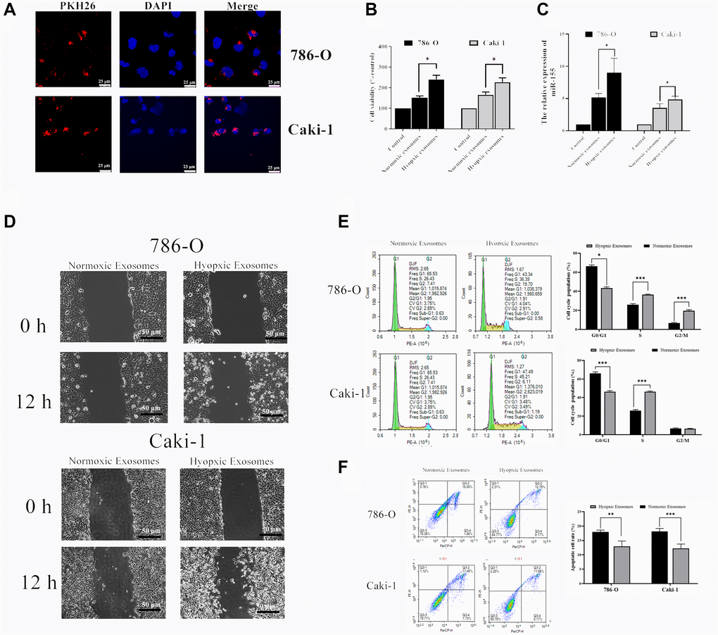 Hypoxia-induced RCC cell-derived EVs alter the viability of 786-O and Caki-1 cells. (A) EV uptake by 786-O and Caki-1 cells after 12 h was detected using PKH26-labeled EVs (red) and DAPI (blue) for nuclear localization. (B) The impact of hypoxia- and normoxia-derived EVs on the viability of RCC cells. The results indicated that hypoxia-induced EVs to significantly bolster the viability of treated RCC cells. (C) The impact of hypoxia- and normoxia-derived EVs on miR-155 levels. (D) Representative micrographs of the wound healing assay at 0 h and 12 h. Hypoxia-associated EVs derived from both of these cell lines were able to promote enhanced RCC cell migration. (E) Cell-cycle distribution was assessed by flow cytometry. Hypoxia-associated EV treatment was associated with an increased number of cells in S phase. (F) Apoptosis was assessed by flow cytometry. Hypoxia-associated EV treatment inhibited the cell apoptosis. This experiment was conducted using three distinct biological replicates. *P **P ***P 