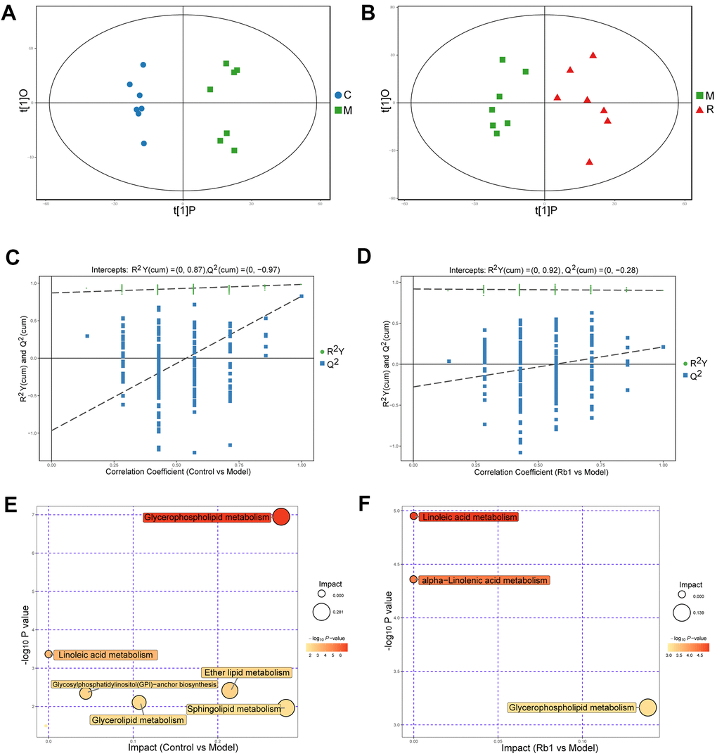 Characteristics of lipidomics in positive ion model. (A) Score scatter plot of OPLS-DA model for group C vs M in POS model. The X axis t [1] P denotes the predicted principal component score of the first principal component, the Y axis t [1] O denotes the orthogonal principal component scores. The two groups of samples are very distinct in this model. C, control group. M, model group. POS, positive ion model. (B) Score scatter plot of OPLS-DA model for group M vs R in POS. M, model group. R, Rb1 group. POS, positive ion model (C) Permutation test of OPLS-DA model for group Control vs Model in POS. The X axis represents the replacement retention, the Y axis represents the value of R2Y or Q2, the green dot represents the value of R2Y and the blue square represents the value of Q of the replacement test. The dotted lines represent the regression lines of R Y and Q, respectively. The original model can well explain the difference between the two groups of samples. (D) Permutation test of OPLS-DA model for group Rb1 vs Model in POS. (E) Pathway analysis for group Control vs Model in POS. The bubble size indicates the influencing factor in the topological analysis; the bubble color represents the P value of enrichment analysis. (F) Pathway analysis for group Rb1 ve Model in POS.