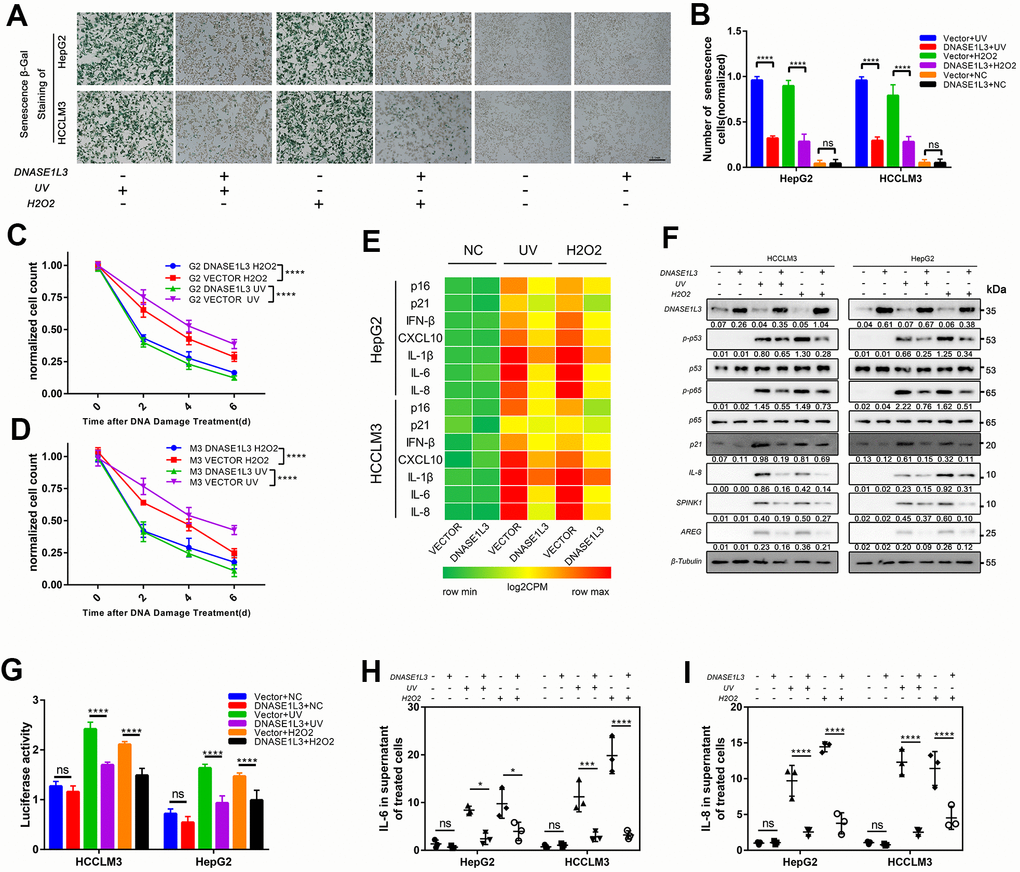 Overexpression of DNASE1L3 relieves cell senescence and SASP under DDR activation. (A) Representative images of SA-β-Gal staining of cells in differently treated groups (scale bar, 200 μm). (B) Statistics of SA-β-Gal staining cells in differently treated groups. (C, D) Remnant cell number were analyzed by cell counts enumerated from differently treated groups at various time points. (E) Transcriptional level of canonical SASP factors in differently treated groups, with values normalized to the vector control per factor. The heatmap for the mean RT-qPCR data is shown. (F) Immunoblot analysis of inducible expression change of senescence associated signal pathway and downstream proteins including p53, p65, SPINK1 and AREG in different treated groups. (G) Dual luciferase assay showed activated NF-kB signaling in different treated groups. (H, I) ELISA analysis of IL-6, IL-8 secretion in supernatants from cells in different treated groups.