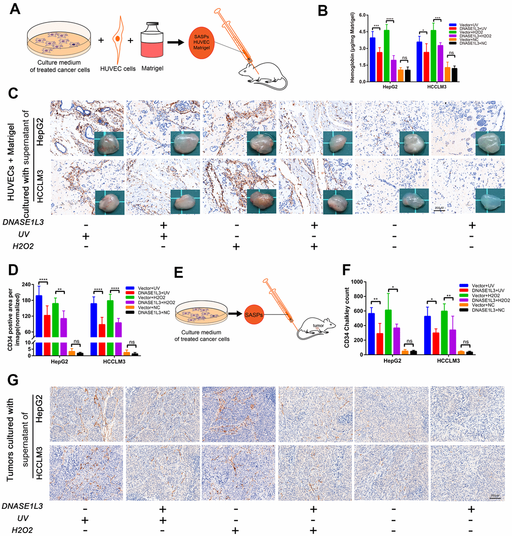 DNASE1L3 arrests tumor angiogenesis by regulating the senescence-associated secretory phenotype in response to stress. (A) Matrigel plugs supplemented with cell supernatants from differently treated groups were subcutaneously injected into mice. (B) Hemoglobin content was assessed at day 10 after injection. (C) Representative images of CD34 staining of the matrigel plugs in differently treated groups (scale bar, 200 μm). Gross view observation of the matrigel plugs were shown in the bottom right corner of each figure. (D) CD34 positive area was evaluated in each group. (E) Constructed subcutaneous tumor model was used to investigate the role of DNASE1L3 in tumor angiogenesis. (F) Vascular density was quantified by CD34 Chalkley count under IHC. (G) Representative images of CD34 staining of subcutaneous tumors in differently treated groups (scale bar, 200 μm).