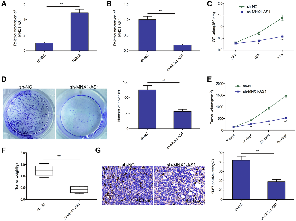 Knockdown of MNX1-AS1 inhibits LSCC growth in vitro and in vivo. (A) qRT-PCR analysis of MNX1-AS1 expression in human LSCC cell line TU-212 and normal bronchial epithelial cell line (16HBE). (B) qRT-PCR analysis of MNX1-AS1 expression in TU212 cells transfected with sh-NC and sh-MNX1-AS1. (C, D) cell proliferation and colony formation were determined in TU212 cells transfected with sh-NC and sh-MNX1-AS1. (E–F) The volume and weight of tumor from nude mice model were measured. (G) IHC assay was used to evaluate the protein expression of Ki-67 in tumor. *P **P 