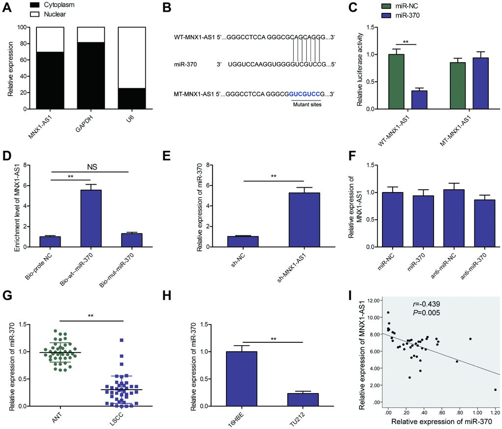 MNX1-AS1 sponges miR-370. (A) The MNX1-AS1 expression was examined in cytoplasm and nucleus of TU212 cells. U6 was used as the nuclear control and GAPDH was used as the cytoplasmic control. (B) The predicted miR-370 binding sites in the region of MNX1-AS1 and the corresponding mutant sequence were shown. (C) Effect of miR-370 on the luciferase activity of WT-MNX1-AS1 and MT-MNX1-AS1 reporter systems was detected via luciferase reporter assay. (D) RNA-Pull down assay was conducted to assess the relationship between miR-370 and MNX1-AS1. (E) The expression of miR-370 was examined in TU212 cells transfected with sh-MNX1-AS1 or sh-NC. (F) MNX1-AS1 expression was examined by qRT-PCR in TU212 cells transfected with miR-370 mimics, miR-NC, miR-370 inhibitor (anti-miR-370) and anti-miR-NC. (G) The expression of miR-370 was examined in LSCC tissues and adjacent normal tissues. (H) qRT-PCR analysis of the expression of miR-370 in human LSCC cell line TU-212 and normal bronchial epithelial cell line (16HBE). (I) Correlation between MNX1-AS1 and miR-370 expression in LSCC tissues was analyzed by Pearson’s correlation analysis. *P **P 