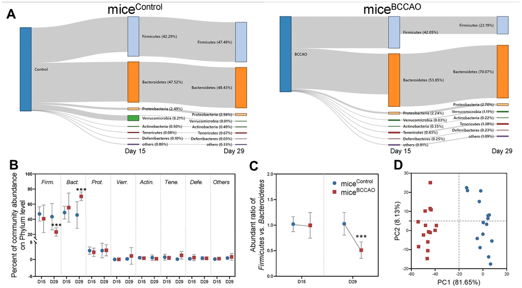 Microbial analyses on the phyla level. (A) Sankey graph showing changes in gut microbial composition on the 15th and 29th day after fecal microbiota transplantation. (B) Percent of community abundance on the phyla level. Firm. means Firmicutes, Bact. means Bacteroidetes, Prot. means Proteobacteria, Verr. means Verrucomicrobia, Acti. means Actinobacteria, Tene. means Tenericutes, Defe. means Deferribacteres. (C) Ratio of Firmicutes and Bacteroidetes on the 15th and 29th days. (D) Principal component analysis (PCA) plot of weighted UniFrac distances showing a clear separation in microbial composition between micecontrol and miceBCCAO. *** denotes P 