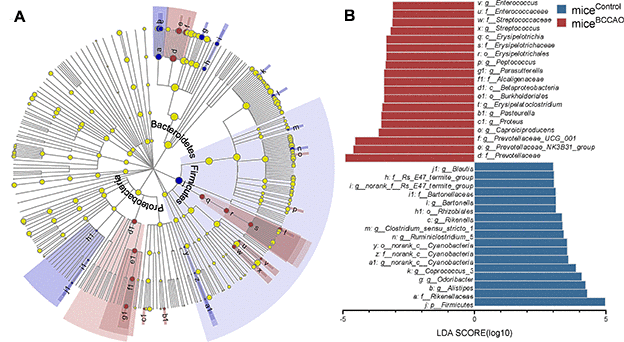 Microbial analyses. (A) The central point represents the root of the tree (bacteria), and each ring represents the next lower taxonomic level (phylum to genus). The diameter of each circle represents the relative abundance of the taxon. (B) The different bacterial genera between micecontrol and miceBCCAO using linear discriminant analysis effect size (LEfSe) analysis, linear discriminant analysis (LDA) score > 3.0, P 