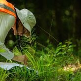 Emory researcher Arabella Lewis uses tweezers to collect a tick off a square of flannel in the woods of Putnam County, Georgia. (Photo Courtesy of Matthew Pearson/WABE)