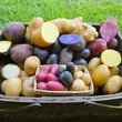 Freshly harvested potatoes. (Courtesy of Fry Farm)