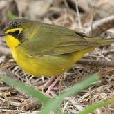 The Kentucky warbler (shown here) nests in Georgia during spring and summer but in September begins heading south to winter grounds in Mexico and Central America -- one of dozens of bird species that migrate through Georgia. Tony Castro/Creative Commons