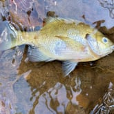 A dead fish is shown in the South River near Atlanta's Intrenchment Creek on Sept. 9, 2024. Georgia environmental officials say they are investigating a pollution incident which local water advocates say led to the fish kill.