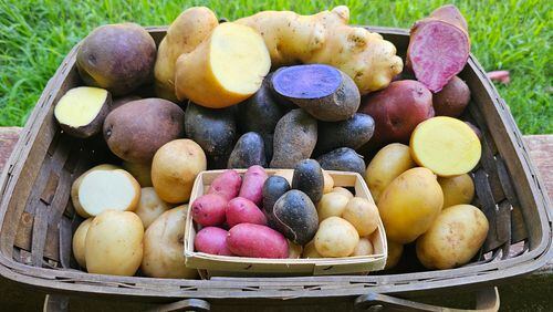 Freshly harvested potatoes. (Courtesy of Fry Farm)