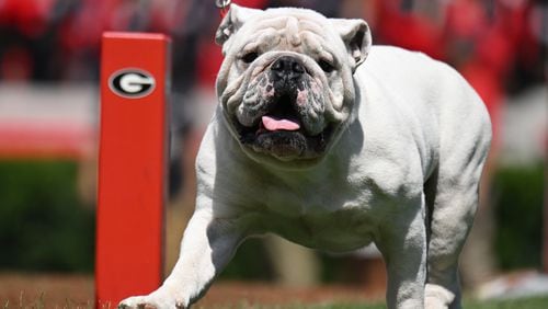 UGA XI, known as Boom, is escorted around the field by his handler Charles Seiler before Georgia’s home opener against Tennessee Tech at Sanford Stadium, Saturday, September 9, 2024, in Athens. Georgia won 48-3 over Tennessee Tech. (Hyosub Shin / AJC)