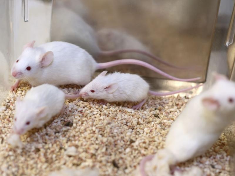 White research mice